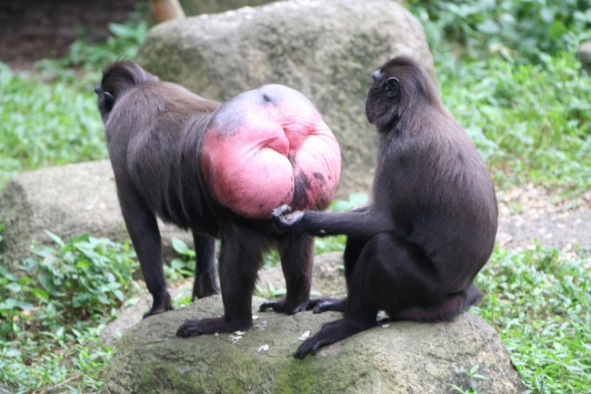 Monkey butt inspector